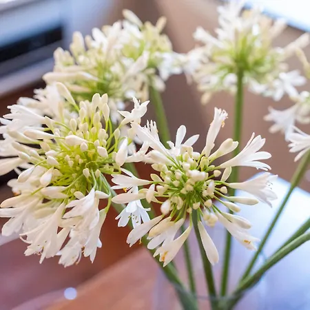 Angolo Sui Tetti A Διαμέρισμα Pietrasanta